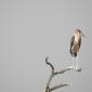 08.31.Marabou Stork