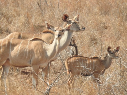 08.17.Female Kudus with Young