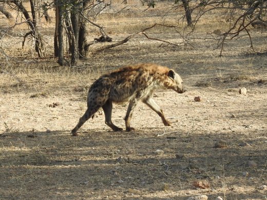 08.17.Male Hyena