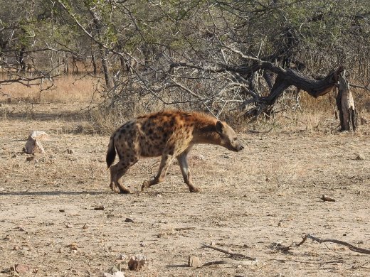 08.17.Female Hyena