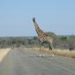 08.26.Giraffe Crossing