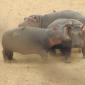 08.31.Bickering Hippos
