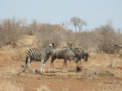 09.04.Zebra+Wildebeest
