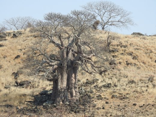 08.30.Baobob Tree