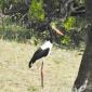Saddle Back Stork