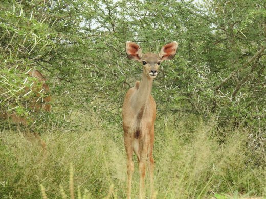 Baby Kudu
