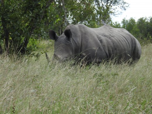 Rhino, 1 of 2