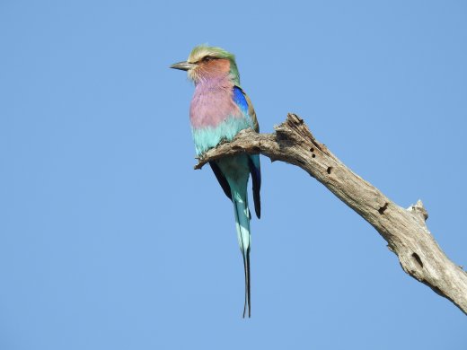 Lilac Breasted Roller