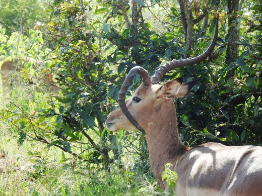 Impala with deformed horn