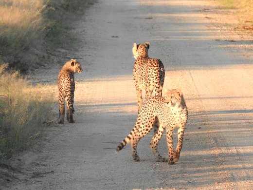Cheetah with Two Cubs
