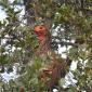 Spurfowl in Tree