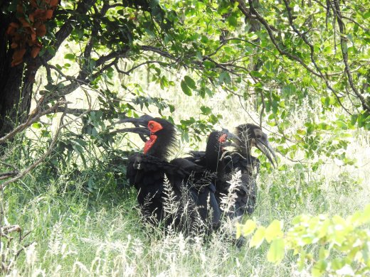 Ground Southern Hornbill Family including a Juvenile