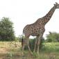 03.10.Lower Sabie to Mopani (36) Lone Giraffe