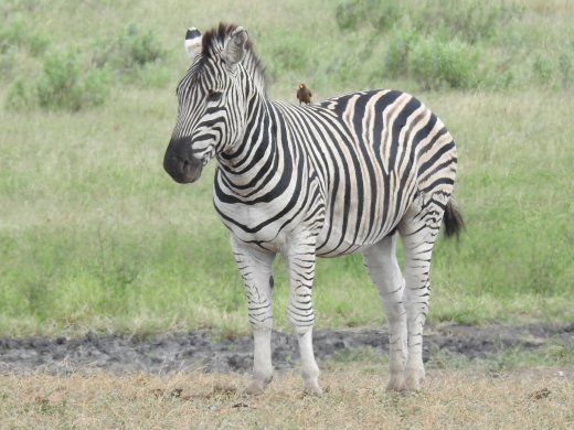 Malopenyana.Lone Zebra