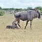 Mother+Baby Wildebeest