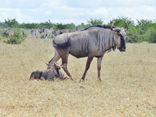 Mother+Baby Wildebeest