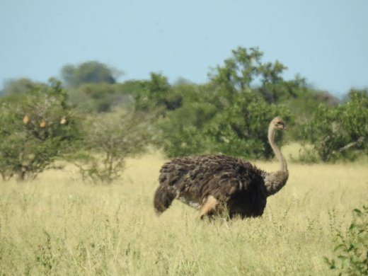  Female Ostrich