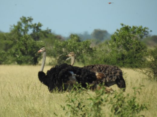 Pair of Ostrich