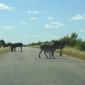 Zebra Roadblock