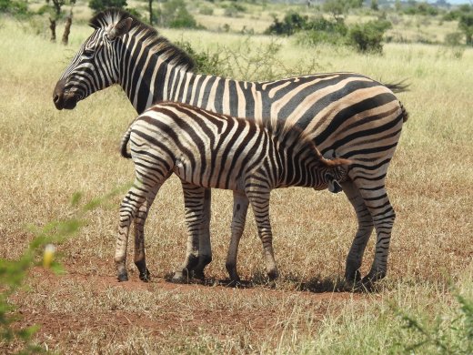 Zebra+Nursing Calf