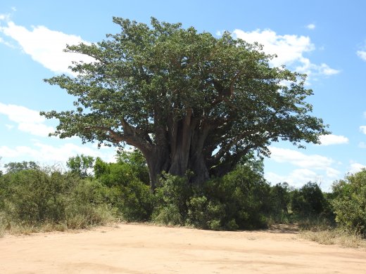 Baobob