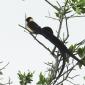 Long-tailed Paradise-Whydah