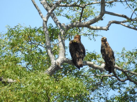 Pair of Tawny Eagles