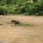 Elephant in Shingwedzi River Bed 