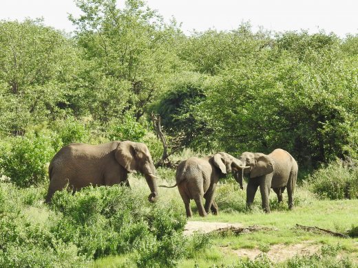 Elephants - Opposite shore of Shingwedzi River