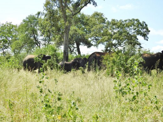 Elephants seeking shade
