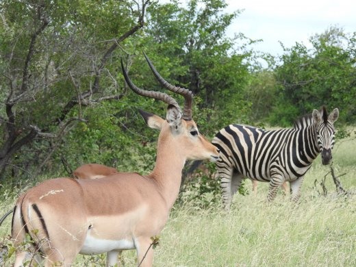 Male Impala+Zebra