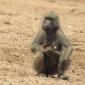 Female Baboon with Baby