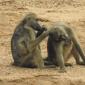 Baboons Grooming