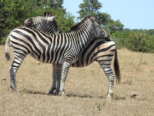 Zebra Buddies