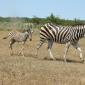 Zebra+Calf