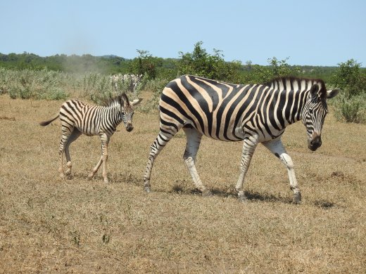 Zebra+Calf