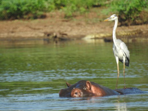 Grey Heron standing on Hippo