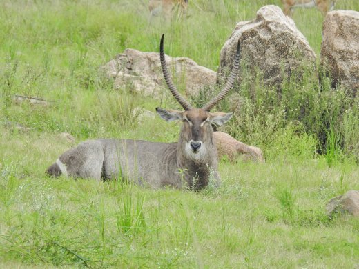 Shittlhave.Male Waterbuck