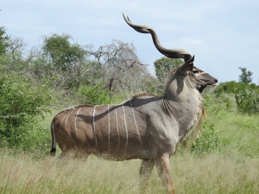 Gorgeous Kudu