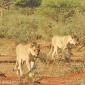 Subadult Female Lions