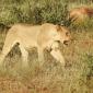 Subadult Female Lions