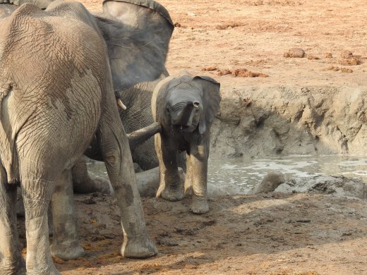 Elephants at Water