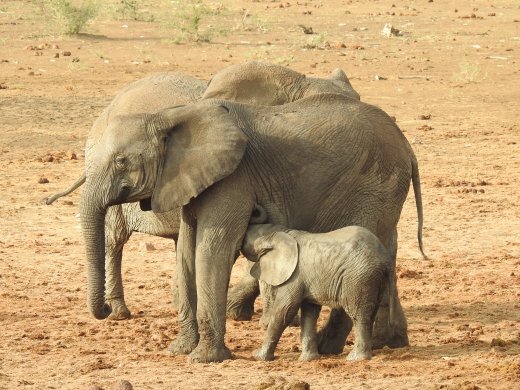 Elephants at Water.Baby Nursing