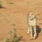 Bottom Cheetah Brother Leaving
