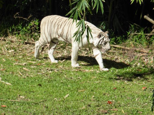 Zoo.White Bengal Tiger