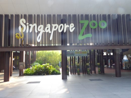 Welcome to the Singapore Zoo