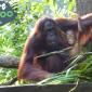 Breakfast with the Orangutans