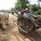 Kampong Trolach.Ox Cart Ride