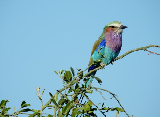 Lilac Breasted Roller