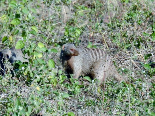 Banded Mongoose